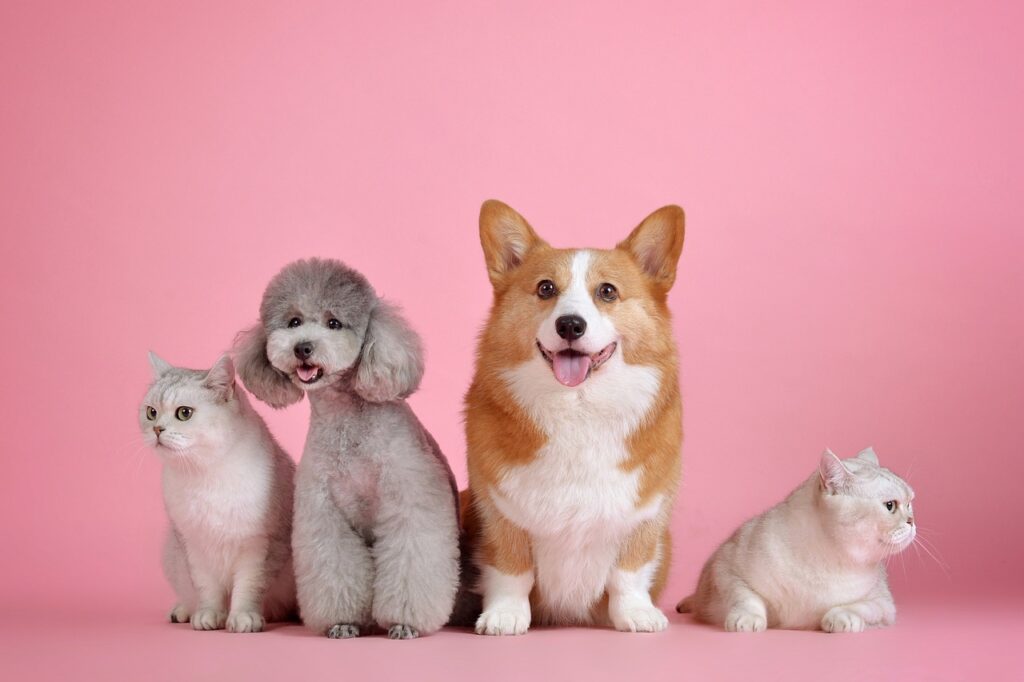 Two white cats, a grey mini poodle, and a corgi all lined up in front of a pink background.